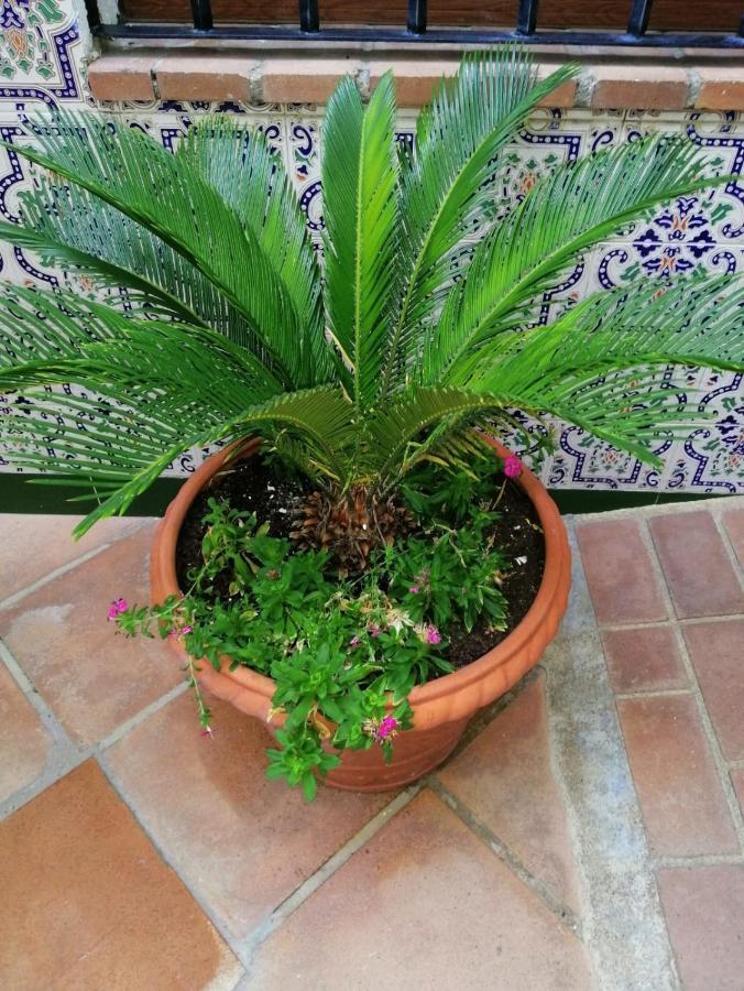 El Patio De Santiago Hotel Kordoba Zewnętrze zdjęcie